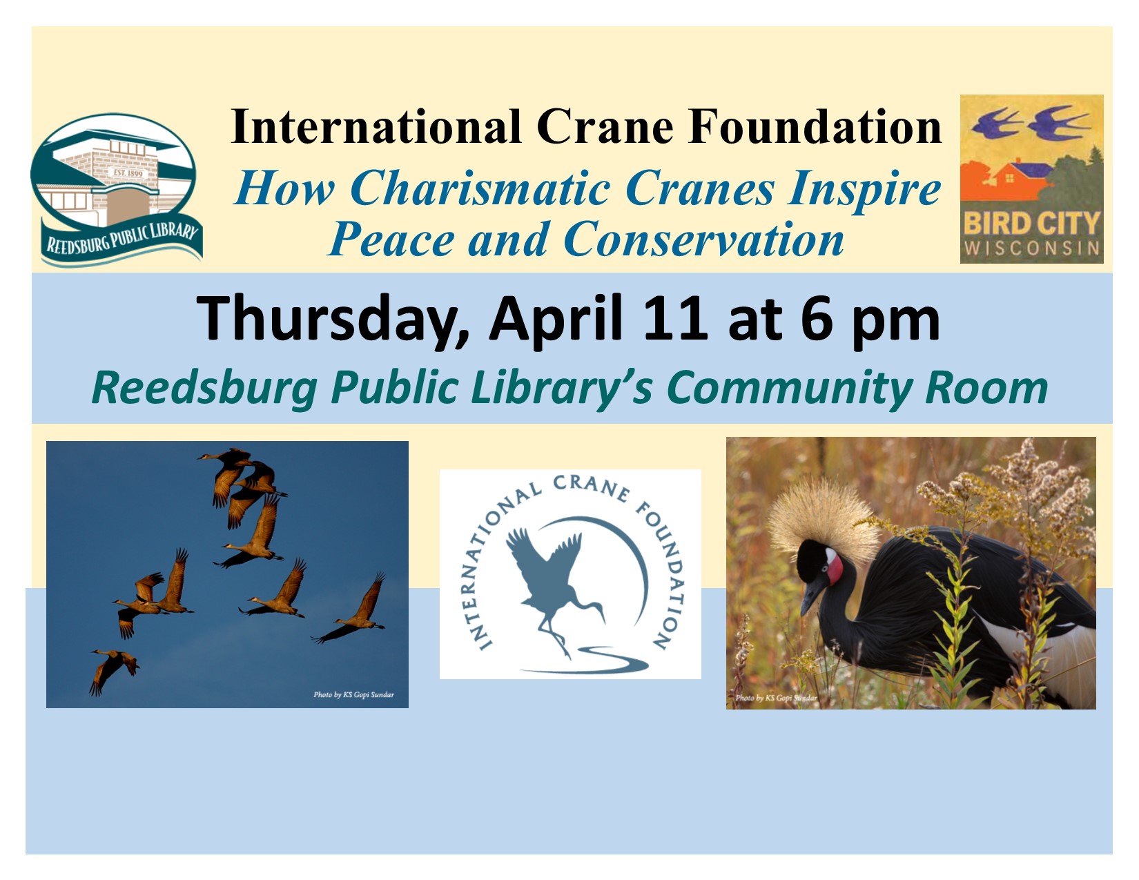 Blue Crane - International Crane Foundation